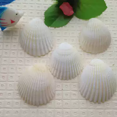 Natural shell conch Wall platform wedding decoration fish tank landscaping home decoration Lion shell 3-6cm