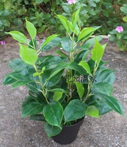 Simulation plant leaf Mini small potted fragrant camphor leaves with flower pot green planting fake bonsai screen to decorate direct swing piece