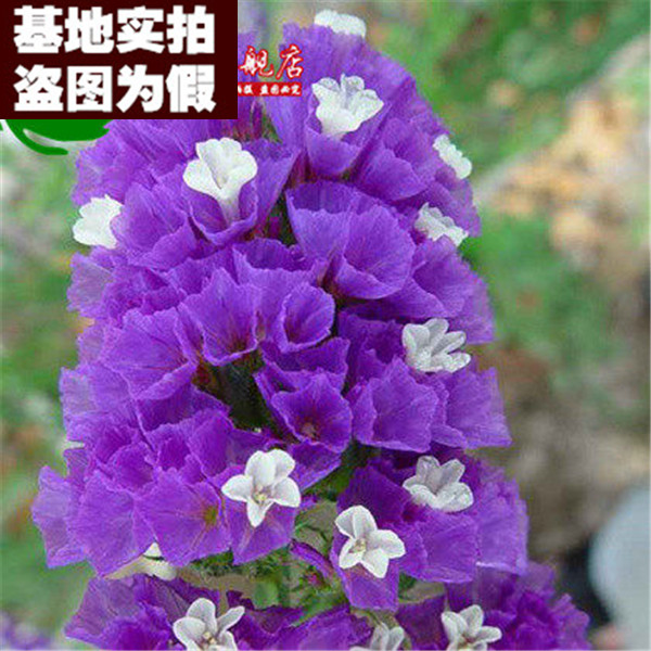 【忘情勿忘我16】蓝色勿忘我 家庭园艺阳台盆栽花卉【50粒装】