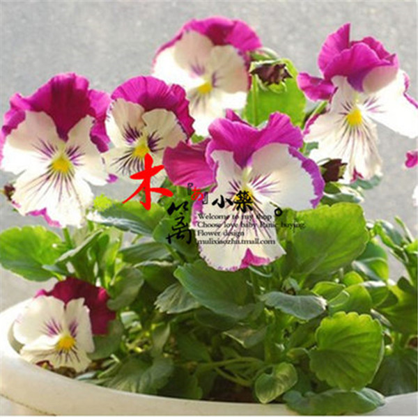 花卉室内花种 三色堇【邹瓣】花种盆栽花草四季播种精品