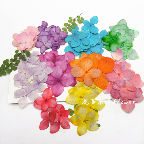 Hydrangea dried flower flower flower embossed real flower Plant specimen Drop glue dried flower mobile phone protective shell flower thing is not over flower
