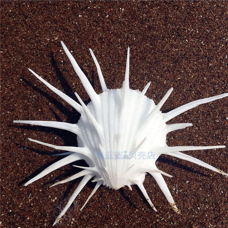 Natural conch shell 8-10cm imported rare sea chrysanthemum clam aquatic platform window decoration decoration