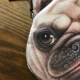 Cat Fan Bản gốc Dog Coin Purse Nữ Mini Dễ thương Sinh viên Hàn Quốc Vải Hand Lấy Coin Bag Gói thẻ