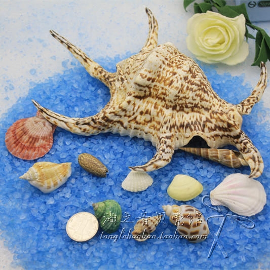 The sea snail buy a delivery of 10 natural large sea snail shells hexagonal water letdown with a collection of swing pieces 