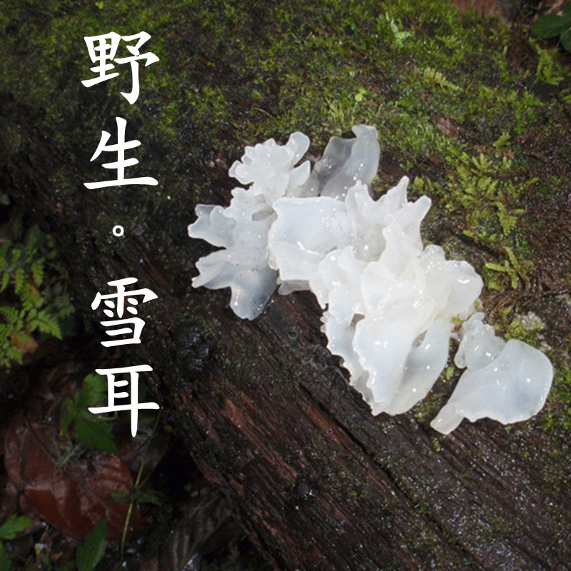 Tongjiang wild Basswood silver fungus Premium fine silver fungus White wood fungus Snow fungus sulfur-free silver fungus dry goods 100g
