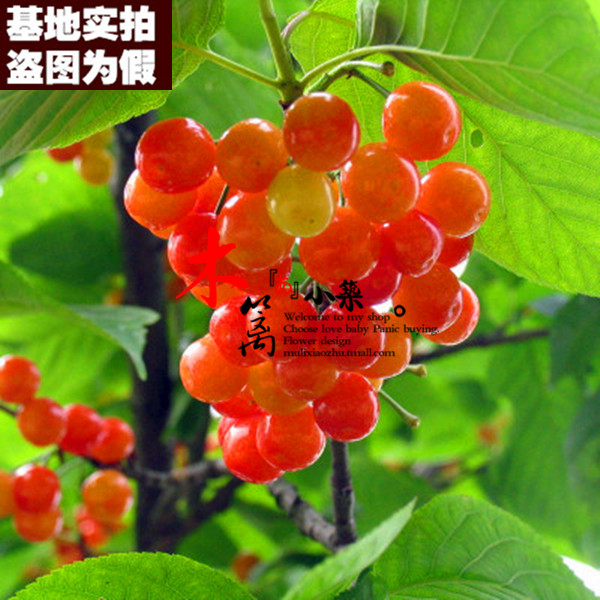 【雷尼15】盆栽地栽车厘子樱桃苗嫁接苗当年结苗全国适宜