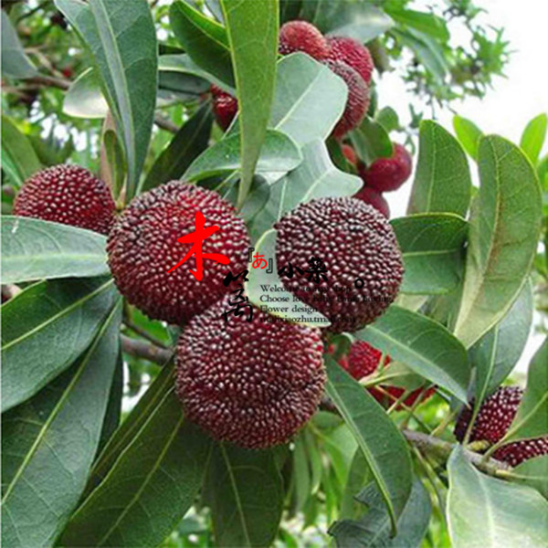 【丁岙梅】阳台庭院盆栽地栽嫁接苗 杨梅苗 适合南北方种植