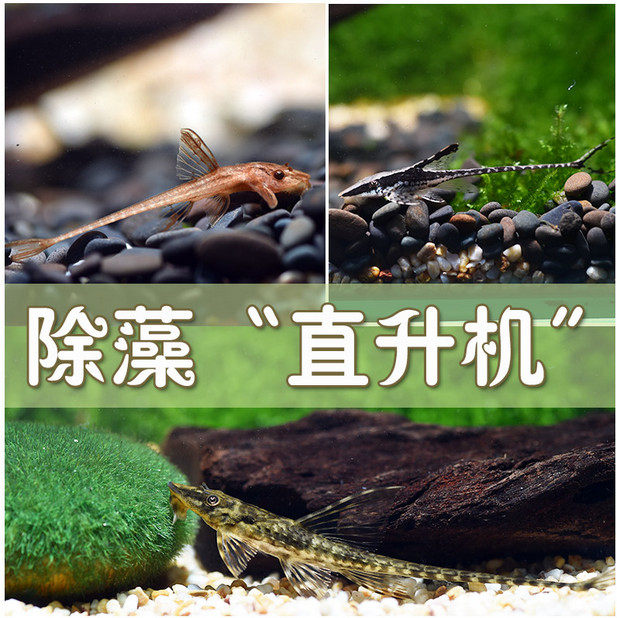 Removal Algae Fish Red Dragonfly Helicopter Crown Helicopter Profiled Fish Tropical Fish Ornamental Fish Living Bag Live