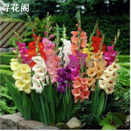 花卉办公室内家居阳台盆栽地栽花卉植物 唐菖蒲 剑兰球开花球