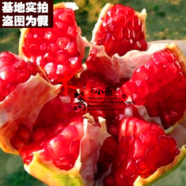 【丰蜜王二号15】果樹苗 巨籽蜜红色石榴盆栽地栽石榴苗