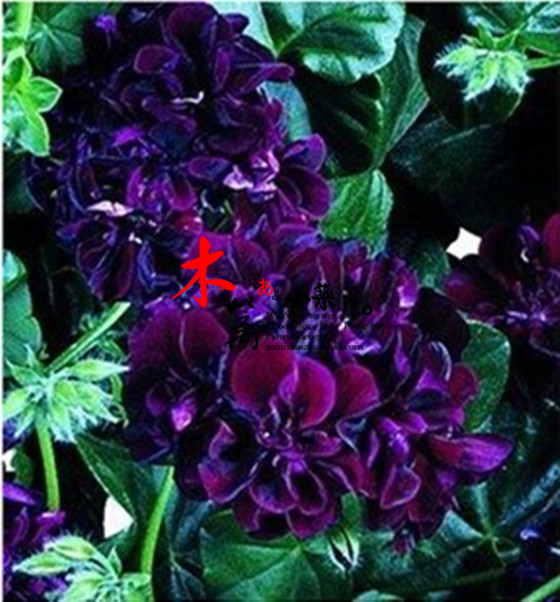 天竺葵花苗【黑魔法】阳台庭院精品盆栽 香草植物驱蚊强