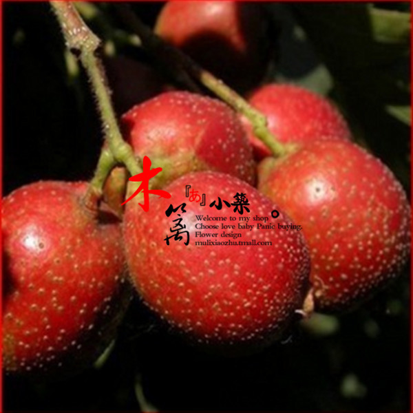 【美国巨型大山楂】阳台庭院盆栽地栽山楂苗 大果山楂苗 全国适宜