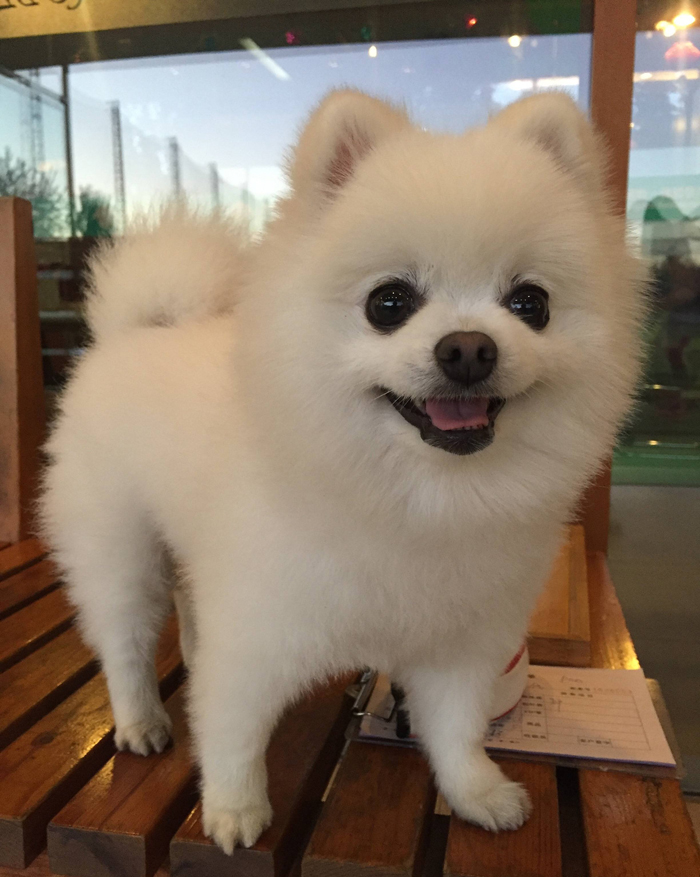 purebred white pomeranian