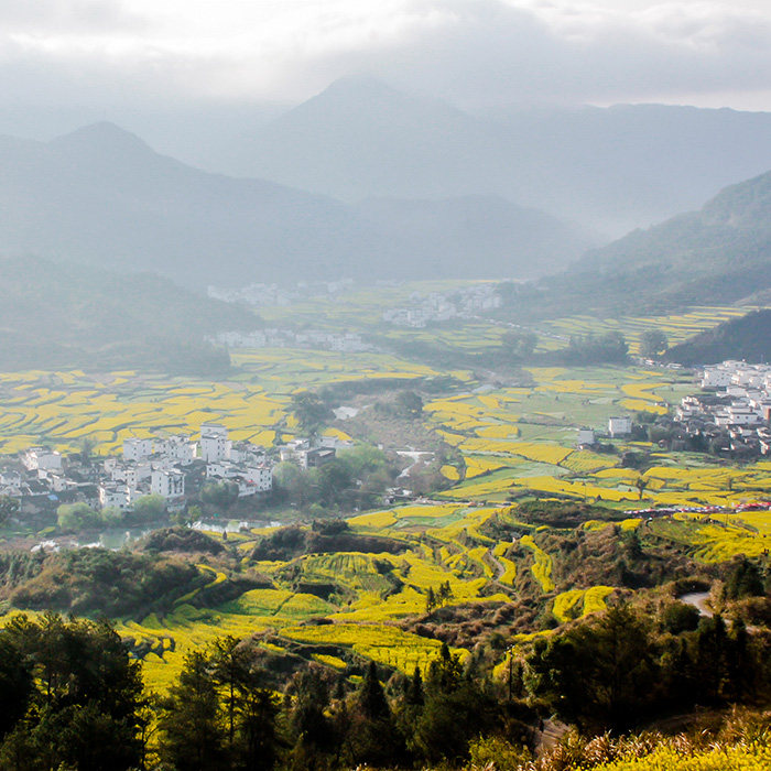 DandeLion Postcard Original Jiangling Origin Oil Vegetable Flowers Jiangxi Tourism