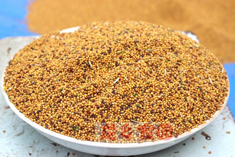 Fresh mustard seed mustard seed mustard mustard seed yellow mustard yellow mustard seed mustard seed mustard seed mustard seed
