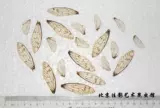 Jiaing cicada wings (отдельные цены) знают образцы крыльев и насекомых Образец образец