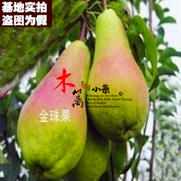 【金珠果梨15】庭院盆栽地栽梨苗梨树嫁接苗 黄金梨苗 香梨苗