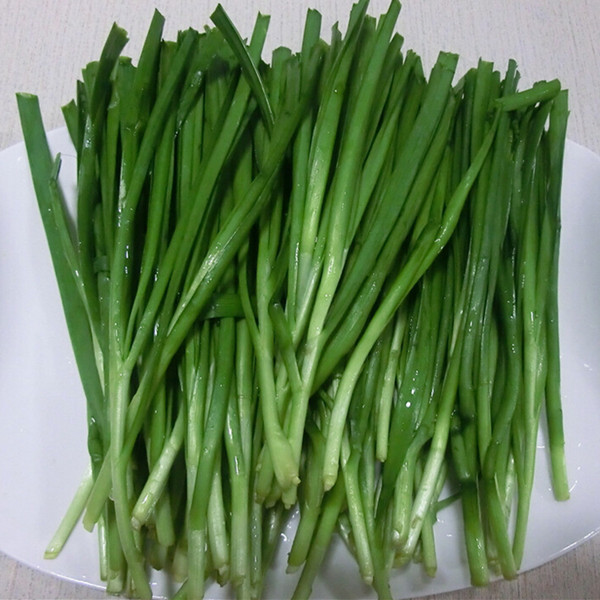 【韭菜】阳台种菜 四季韭菜 庭院种菜