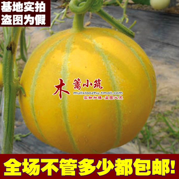 瓜果种 香酥脆瓜 香瓜种 花皮香瓜种 味美种庭院瓜果