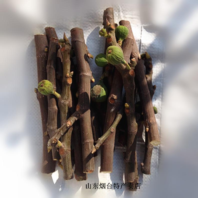  Fresh Fig Branches, Fig Branch Leaves, Hemorrhoids, Eczema, 0.5kg Pack