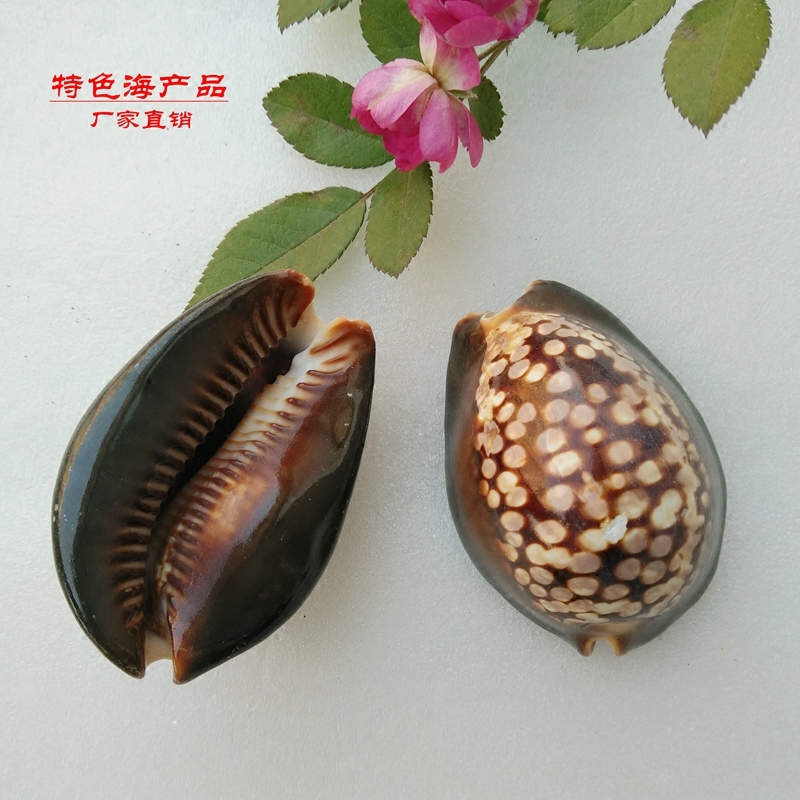 Natural Shells Sea Snail Tortoise Beetle Chia Bay Pinned Crab Rolls Bay Fish Aquarium VIEW FISH TANK DECORATION SHOOTING PROPS GIFT