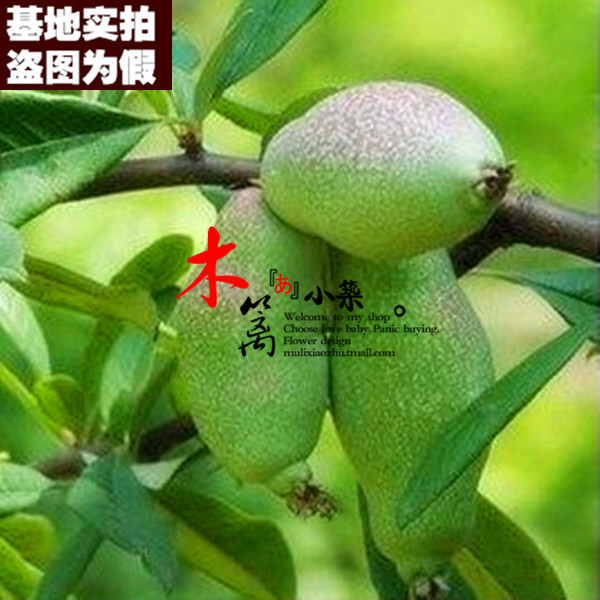 【皱皮木瓜15】盆栽/地栽 木瓜苗庭院观赏苗木瓜树丰胸养颜瘦身