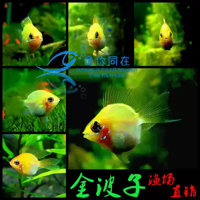 Tropical ornamental fish live short bream Golden Wave fish Avatar Dutch Phoenix Pikachu grass tank fresh water Small