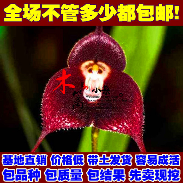 猴面兰花盆栽花卉兰花苗大花蕙兰 蝉兰 虎头兰当年开花大花惠兰