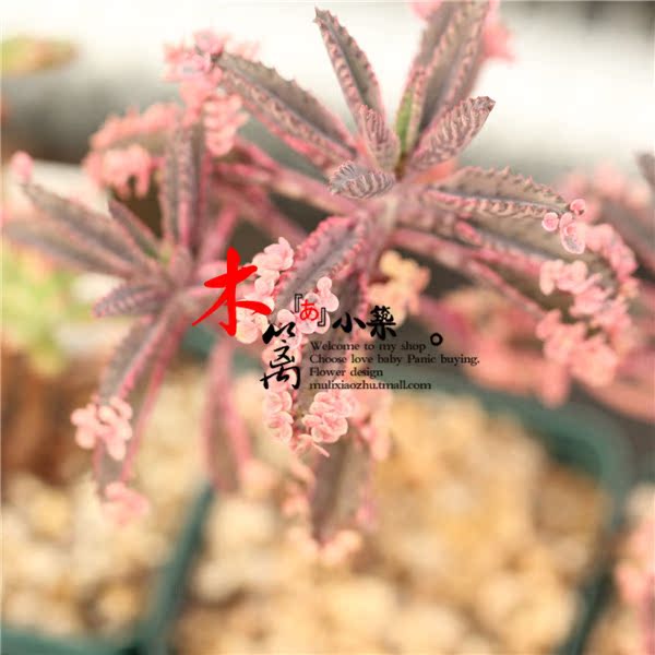 多肉植物生石花枝干番杏小兔子 防辐射植物花卉盆栽60粒 B款