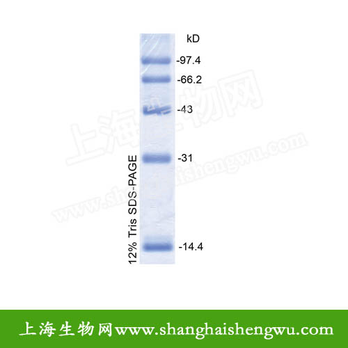 低分子量蛋白Marker 200&mu;l 20次 REBIO PM144974