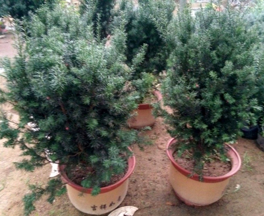 �̴�����hdsdai guo