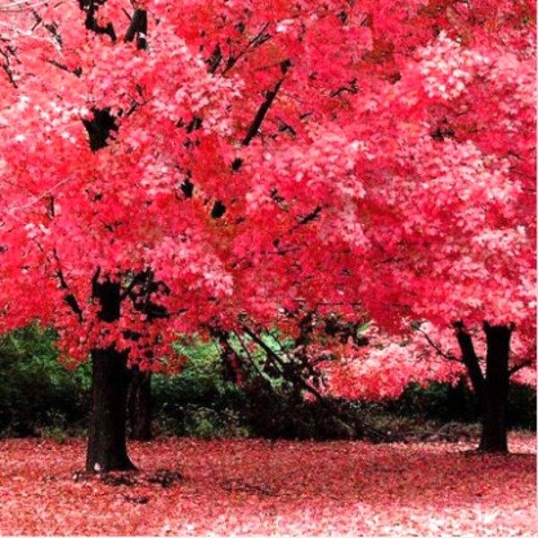 �̴�������