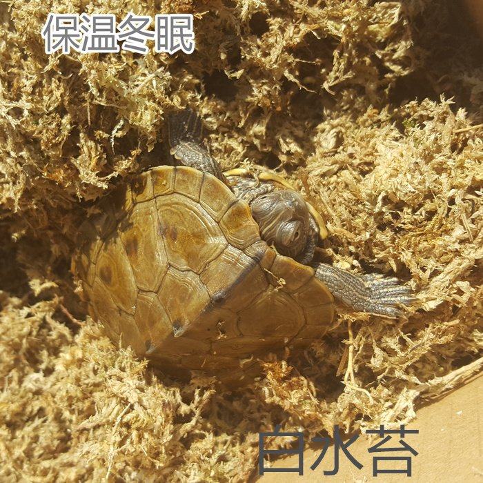 烏龜冬眠草龜蛋孵化活體烏龜運輸用苔蘚水苔水草乾燥苔蘚