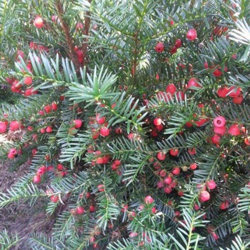 �̴�����sbhds1