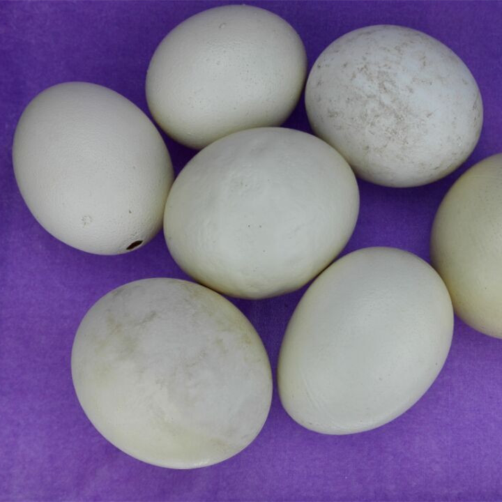 Special Creation of the Personality of the Self-Shaped Sharp Ostrich Egg Shell of the Self-Shaped Ostrich Egg Shell of the Real Hummer Bird Egg Shell