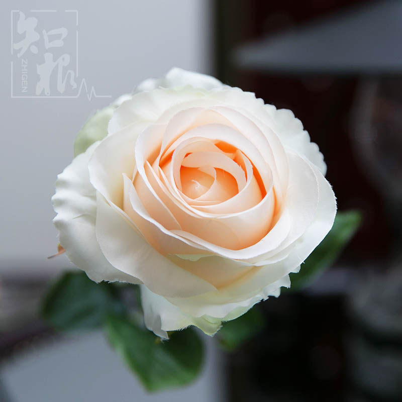 ֪�����滨õ��MG-022