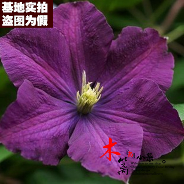 【紫罗兰16】爬藤植物花铁线莲种根铁线莲苗 铁线莲花苗