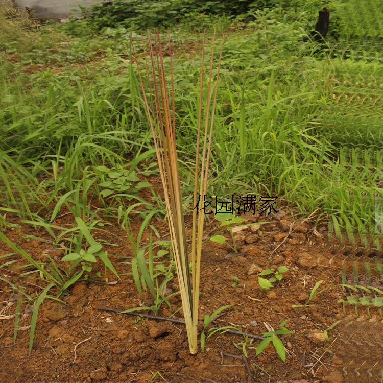 Emulated by plant autumn colour onion grass foliage fake leaf DIY plastic museum fake mountain water engineering decoration direct