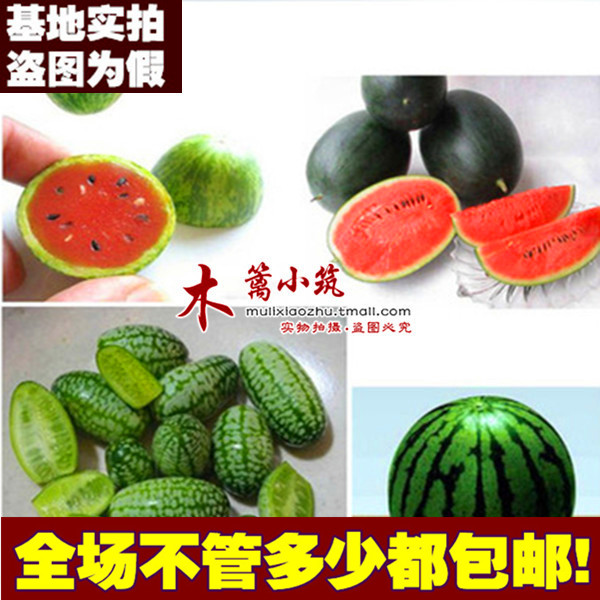 阳台拇指西瓜迷你西瓜 佩普基诺拇指小西瓜迷你小西瓜