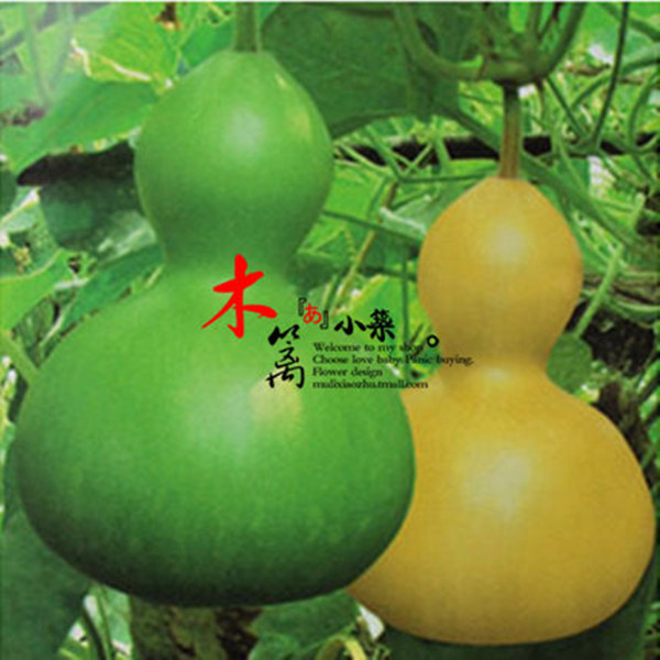 四季播种【宝葫芦】手捻金寸葫芦 盆栽庭院植物