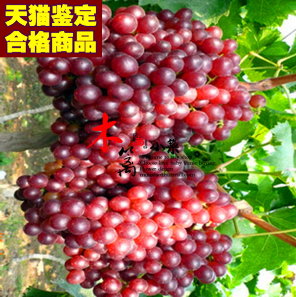 【红意大利15】当年结果 庭院阳台盆栽地栽葡萄苗 南北方种植