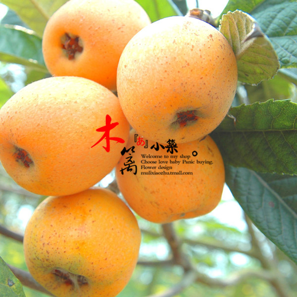 【大花枇杷】枇杷苗 枇杷树 白沙琵琶树 琵琶树花卉苗木庭院植物