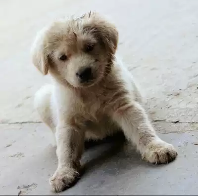 Zero Forty-Eight-Mangzi (not for sale for display only)