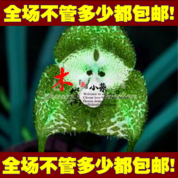 新品种兰花 精品猴面小龙兰 猴面兰花 猴脸兰花苗盆栽 【20粒装】