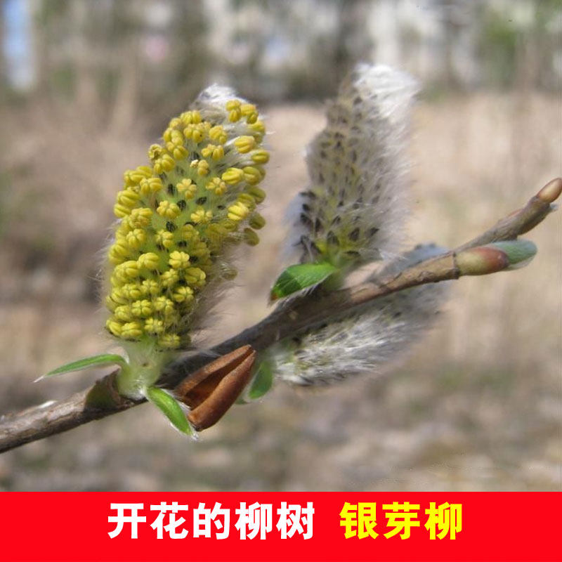銀芽柳樹苗銀柳棉花柳苗可以開花的柳樹珍品扦插枝條大苗小苗