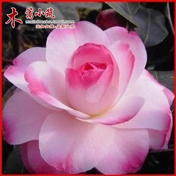 阳台庭院盆栽地栽山茶花树 精品茶花苗【普陀紫光】年宵花卉