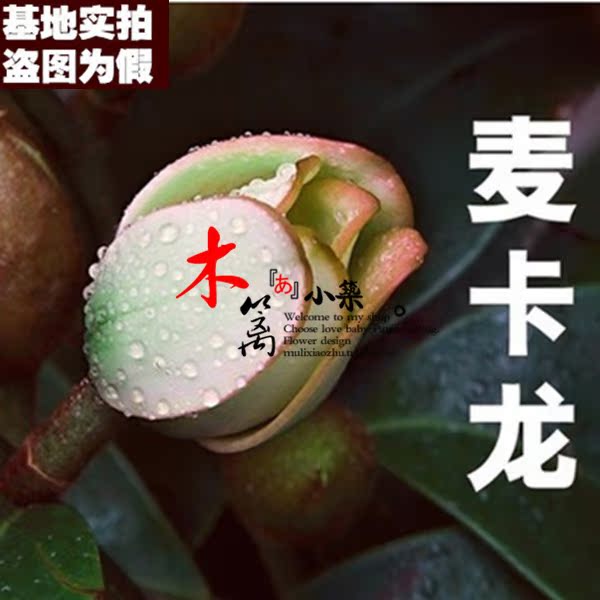 精品花卉盆栽 含笑花苗【麦龙卡】含笑苗 浓香花卉 美化居室