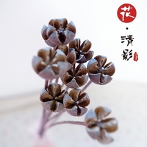 (Pistachio)single branch with rod plant dried flower Real flower dried fruit flower arrangement photo props Retro natural forest department