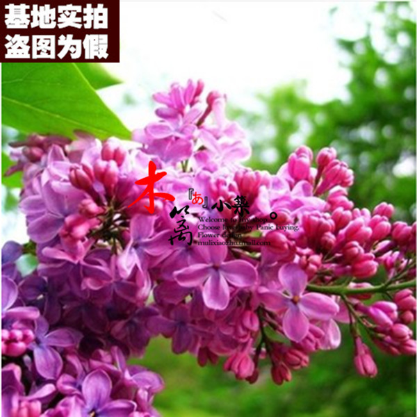 【红丁香16】庭院盆栽花卉植物 丁香苗 丁香花苗 香味浓厚