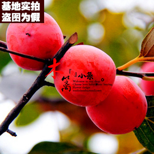 【火晶柿子二号15】柿子苗柿苗嫁接苗庭院阳台盆栽地栽全国可种植